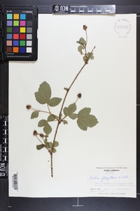 Rubus flagellaris image