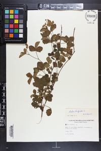 Rubus hispidus image