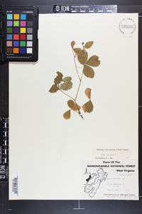 Rubus hispidus image