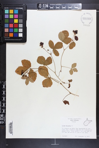 Rubus hispidus image