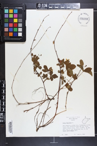 Rubus hispidus image