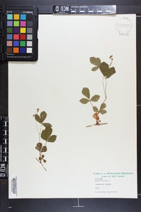 Rubus hispidus image