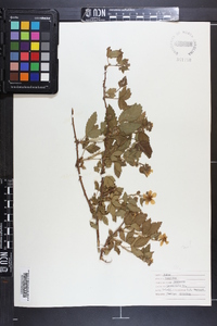 Rubus hispidus image