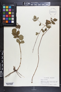 Rubus hispidus image