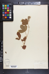 Rubus hispidus image