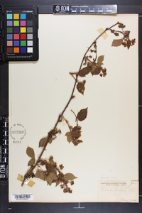 Rubus hispidus image