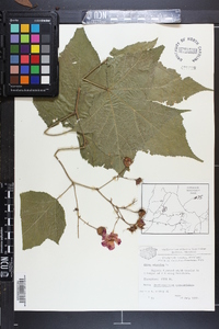 Rubus odoratus image