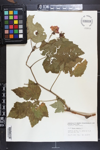 Rubus odoratus image