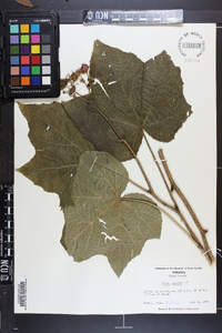 Rubus odoratus image