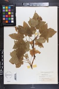 Rubus odoratus image