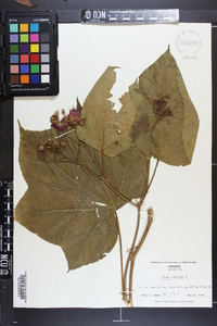 Rubus odoratus image