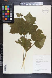 Rubus odoratus image