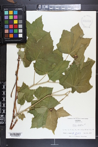 Rubus odoratus image