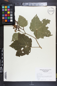 Rubus odoratus image