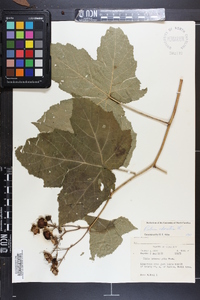 Rubus odoratus image