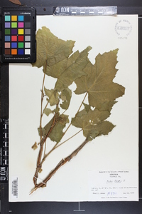 Rubus odoratus image