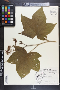 Rubus odoratus image