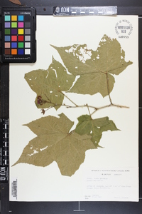 Rubus odoratus image