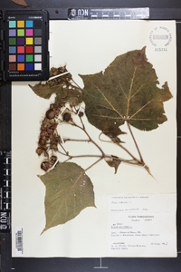 Rubus odoratus image