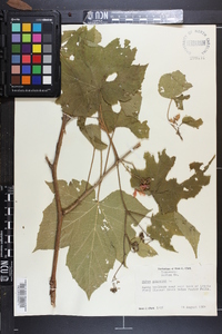 Rubus odoratus image