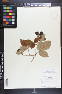 Rubus pascuus image