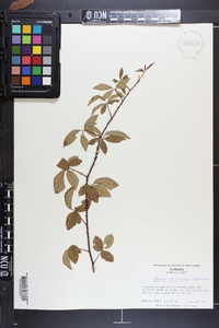 Rubus trivialis image