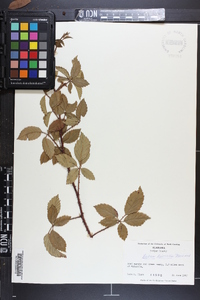 Rubus trivialis image