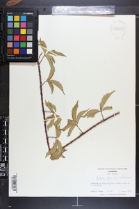 Rubus trivialis image