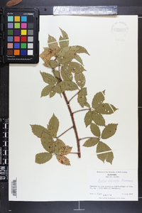 Rubus trivialis image