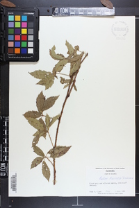 Rubus trivialis image