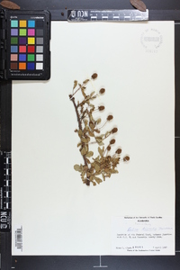 Rubus trivialis image