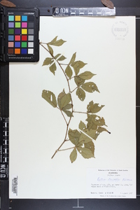 Rubus trivialis image