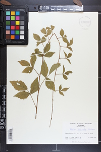 Rubus trivialis image