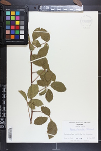 Rubus trivialis image