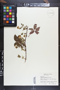 Rubus trivialis image