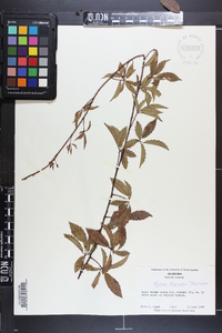 Rubus trivialis image