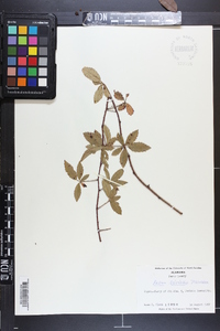 Rubus trivialis image