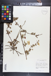 Rubus trivialis image