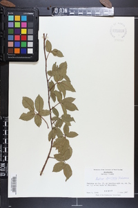 Rubus trivialis image