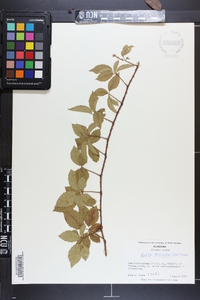 Rubus trivialis image