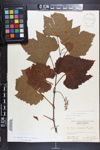 Vitis aestivalis var. aestivalis image