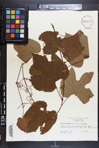 Vitis aestivalis var. aestivalis image