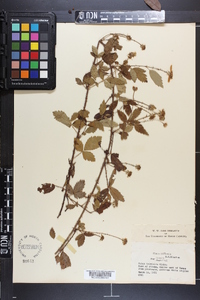 Rubus trivialis image