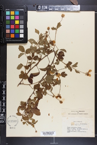 Rubus trivialis image