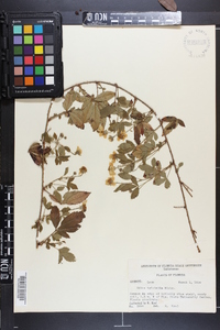 Rubus trivialis image