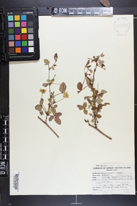 Rubus trivialis image