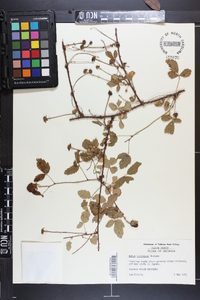 Rubus trivialis image