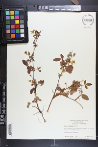 Rubus trivialis image