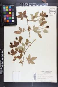 Rubus trivialis image