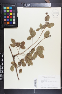 Rubus trivialis image